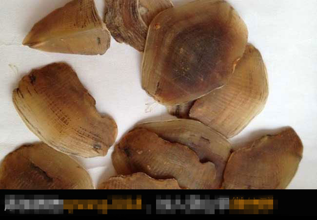 穿山甲鳞片的功效及作用及禁忌_中药常识_美丽乡村_金课_乡村云振兴