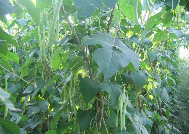 四季豆种植技术