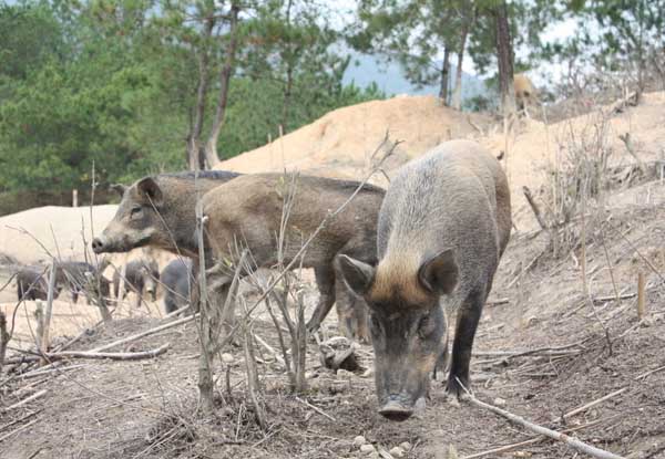 特种野猪养殖的六大误区