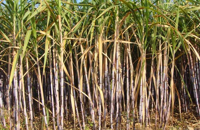甘蔗的产地以及来源