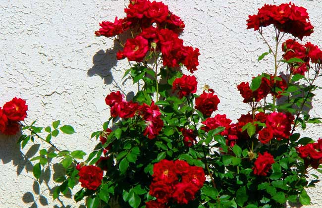 玫瑰花种子种植方法