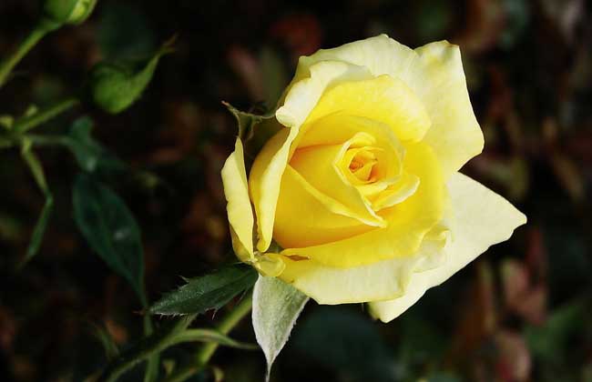黄玫瑰花语是什么？
