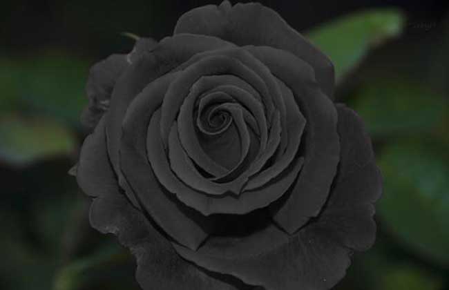 黑玫瑰花语是什么?