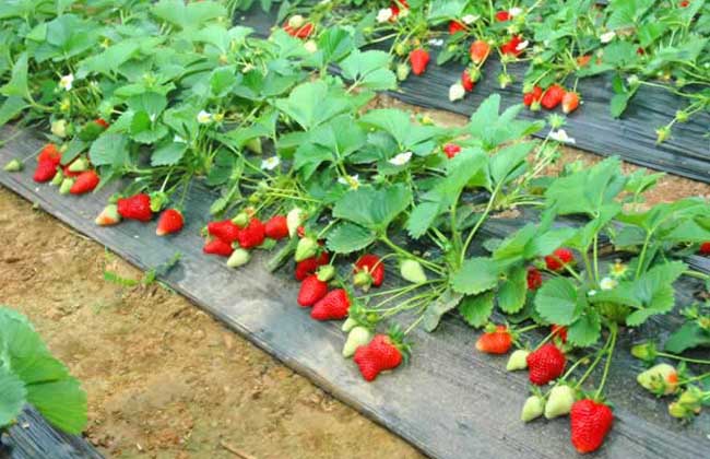 草莓的繁殖方法 草莓 水果种植 种植知识 金课 乡村云振兴