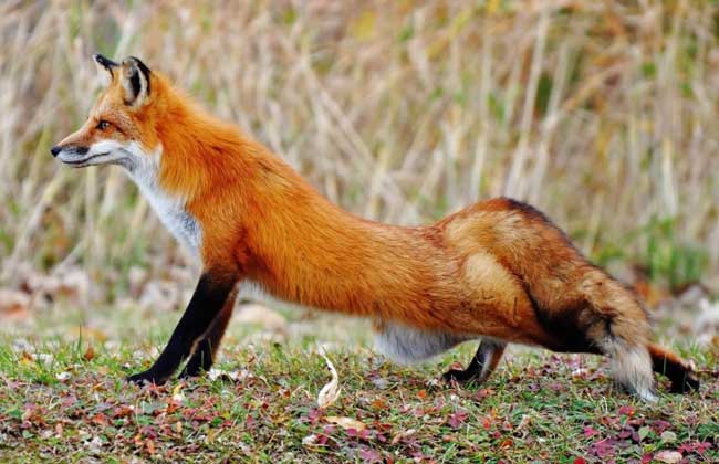 狐狸的天敌是什么？