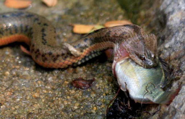 中国水蛇有毒吗