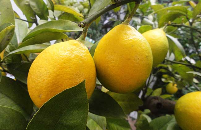 柠檬树繁殖技术