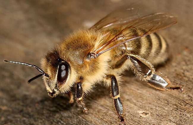 蜜蜂白垩病防治方法