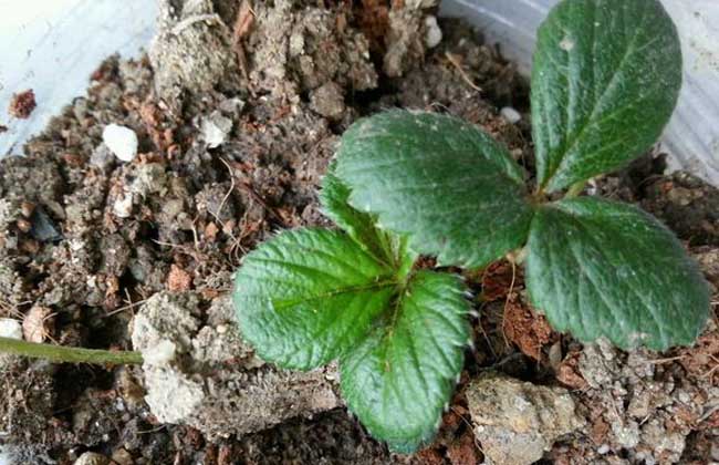 菠萝莓的种植技术 乡村知识 金课件