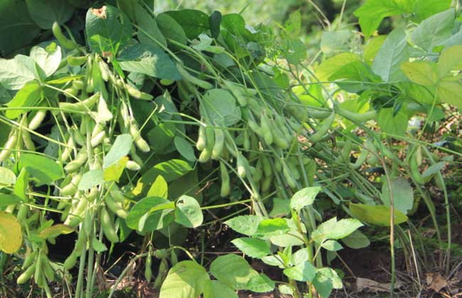 黑豆什么时候种植？