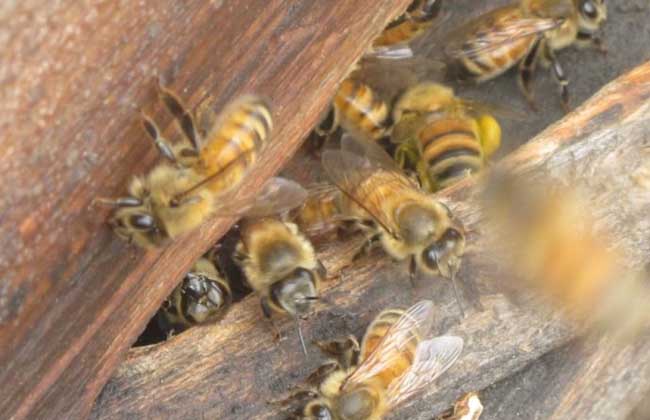 蜜蜂什么时候繁殖快？