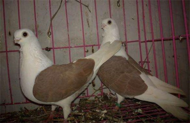 鸽子养殖的误区
