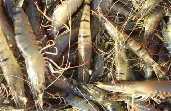 斑节对虾的养殖技术