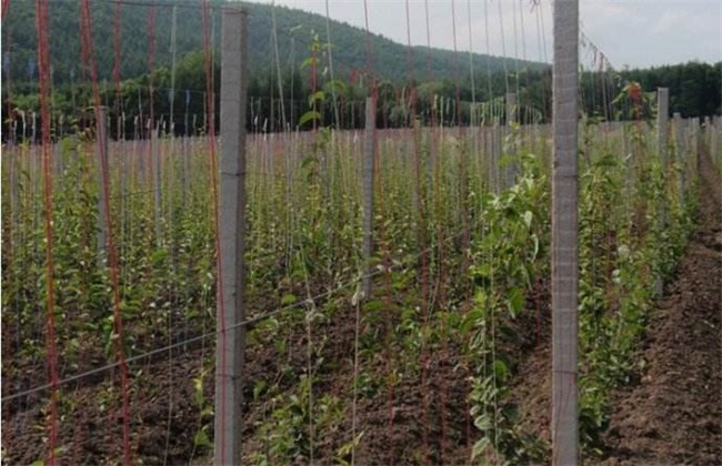 五味子高产修剪技术_热门药材_药材种植_种植知识_金课_乡村云振兴