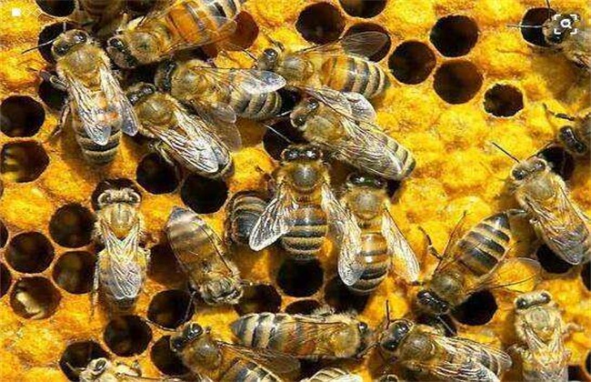 蜜蜂什么时候繁殖速度快