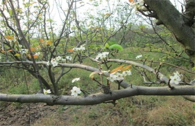 梨树花期如何管理？梨树的花期管理技术