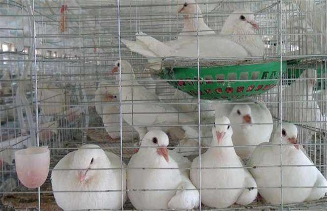 如何提高鸽子养殖效益