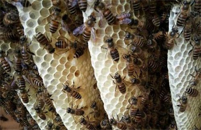 蜂箱蜂群水分过多该怎么办