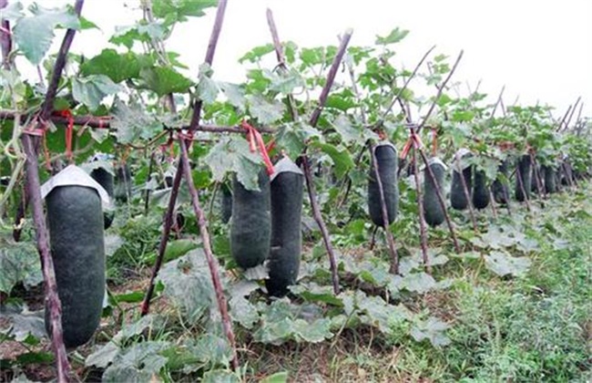 黑皮冬瓜的栽培技术