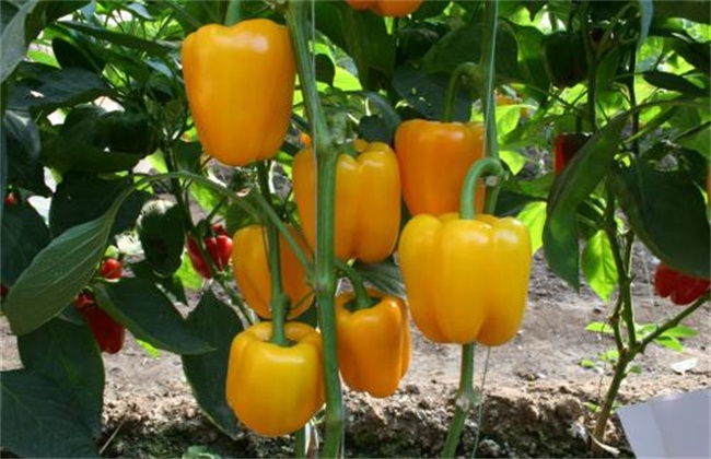 甜椒种植管理技术