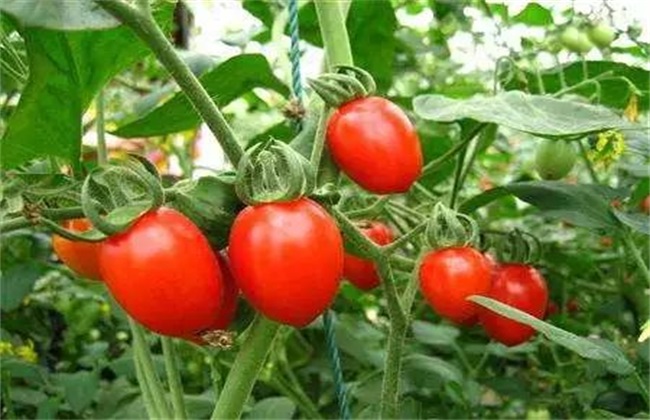夏季番茄的技术管理