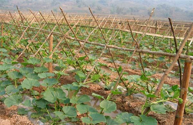 南瓜地膜覆盖种植技术