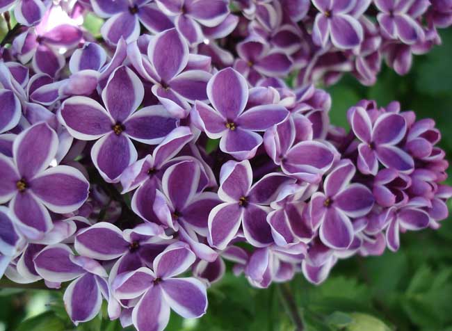 丁香花 花木园艺 农业知识 金课 乡村云振兴