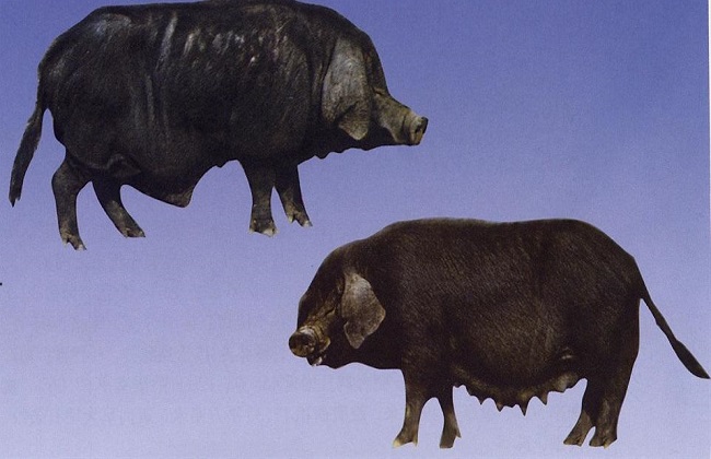 国内肉猪的常见品种及图片大全