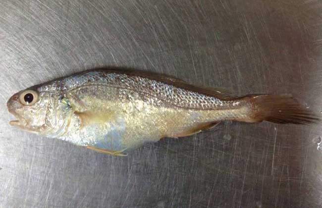 我在COP30｜博鱼体育- 博鱼体育官方网站- 博鱼体育最新网址边会共议碳中和进展和气候数据透明新京报助力